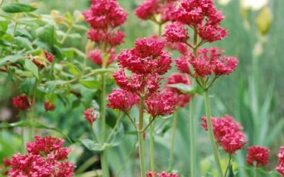 Fabulous Water-Wise Perennials for Colorado Gardens