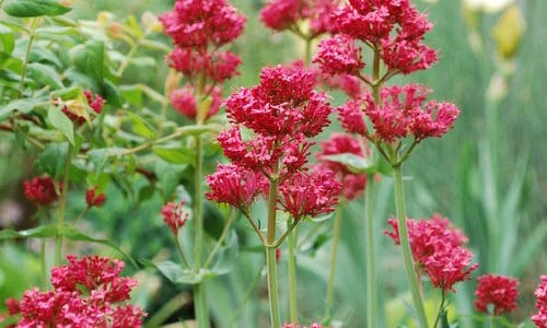 Fabulous Water-Wise Perennials for Colorado Gardens