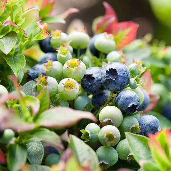 blueberries