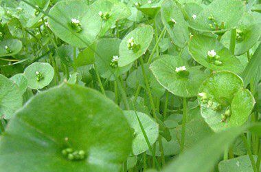 Fight Weed Growth the Organic Way