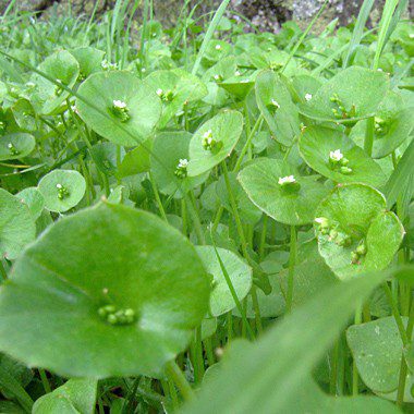 Beat-Weeds-Miners-Lettuce