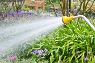 Protect Your Plants From the Effects of Water Stress