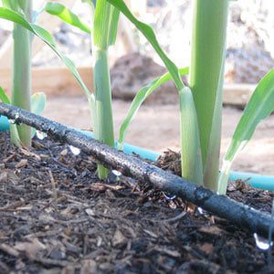 drip irrigation