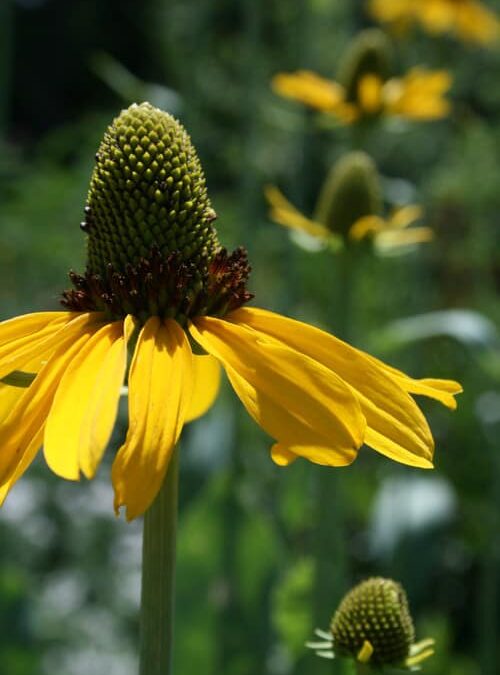 Prairie Coneflower: A Native Gem for Colorado Gardens