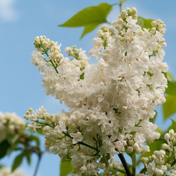 A Colorado Gardener’s May Checklist - Lifescape Colorado