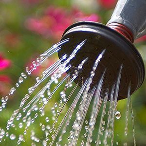 watering plants