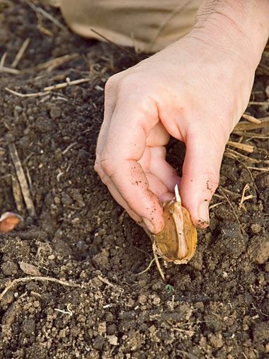 planting 