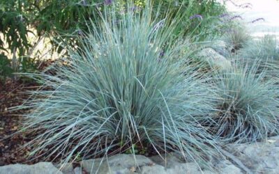 Blue Avena Grass