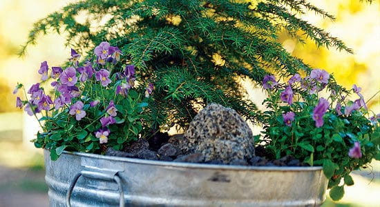 Celebrate Spring with Colorful Container Gardens