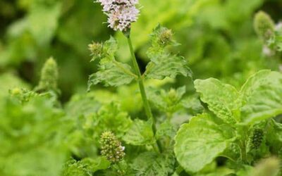 Tips for Growing a Thriving Herb Garden