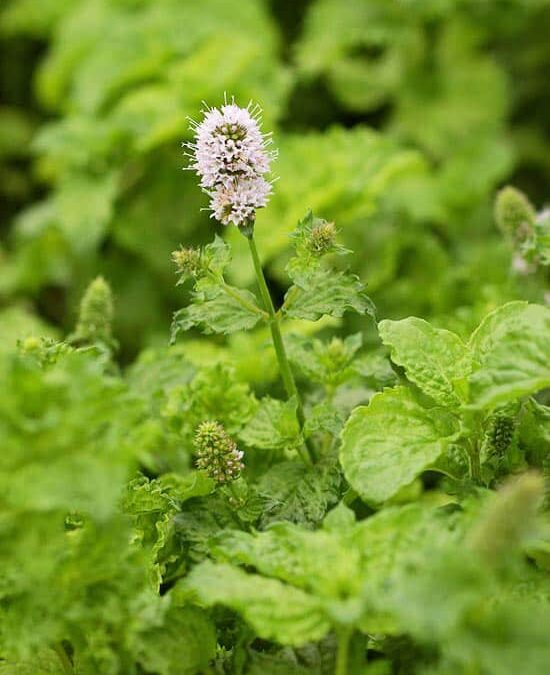 Tips for Growing a Thriving Herb Garden