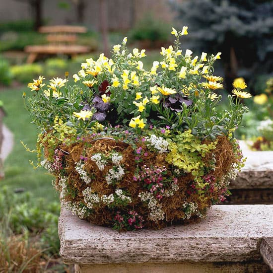 Colorful Container Gardens