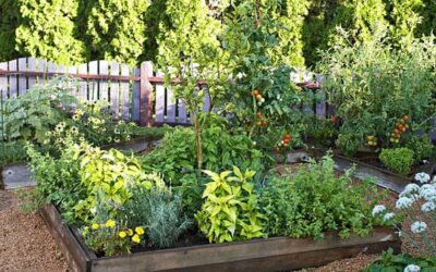 Natural Pest Control Solutions for Colorado Gardens