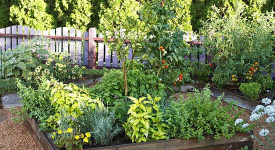 Natural Pest Control Solutions for Colorado Gardens