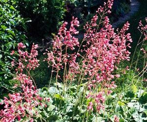 Best Coral Bell Varieties