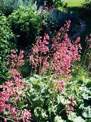 coral bells flower