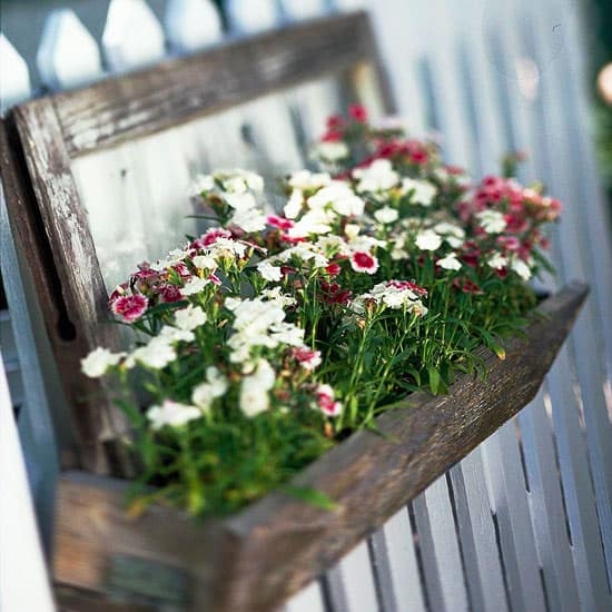 Colorful Container Gardens