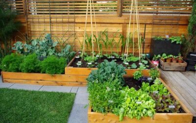 Grow a Thriving Vegetable Garden This Summer