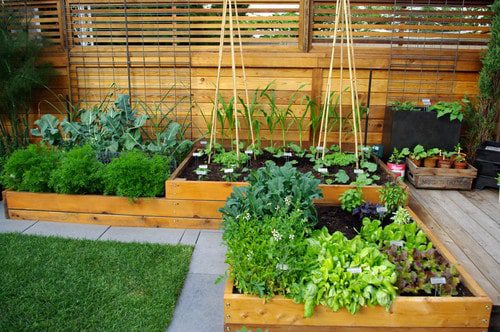 Grow a Thriving Vegetable Garden This Summer