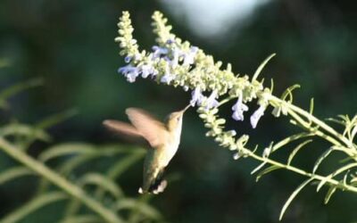 Bountiful Bee and Hummingbird Gardens