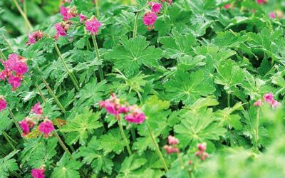 Top Perennials for Sheltered Gardens in Colorado