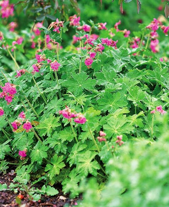 Top Perennials for Sheltered Gardens in Colorado