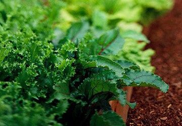Our Expert Advice for Beginner Gardeners