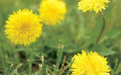 Noxious Weed Prevention Tips