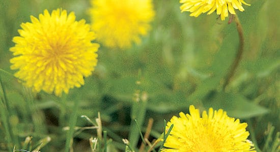 Noxious Weed Prevention Tips