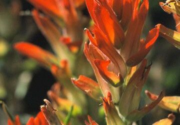 Indian Paintbrush