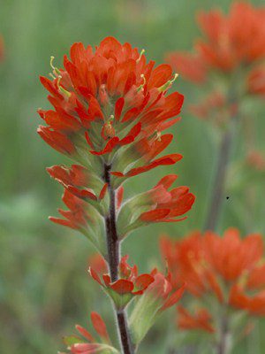 yellow paintbrush colorado