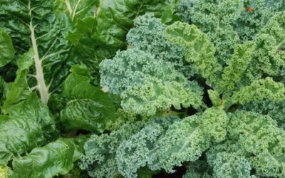 5 Reasons to Include Kale in Your Garden