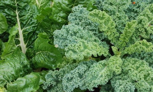 5 Reasons to Include Kale in Your Garden