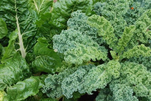 5 Reasons to Include Kale in Your Garden