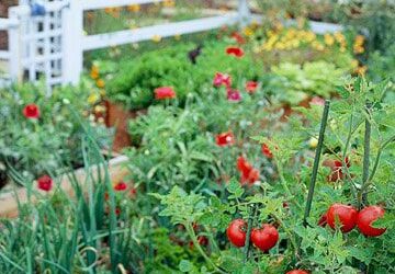 Tips for Starting a Garden in the Fall