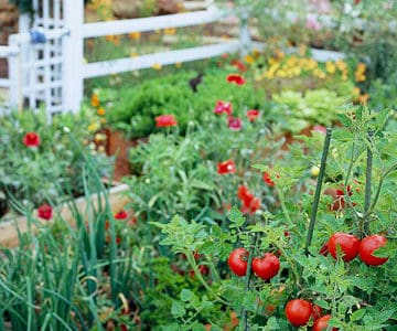 Tips for Starting a Garden in the Fall