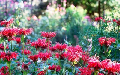 Don’t “Fall” Victim to These Gardening Blunders