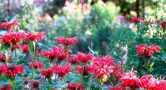 Don’t “Fall” Victim to These Gardening Blunders