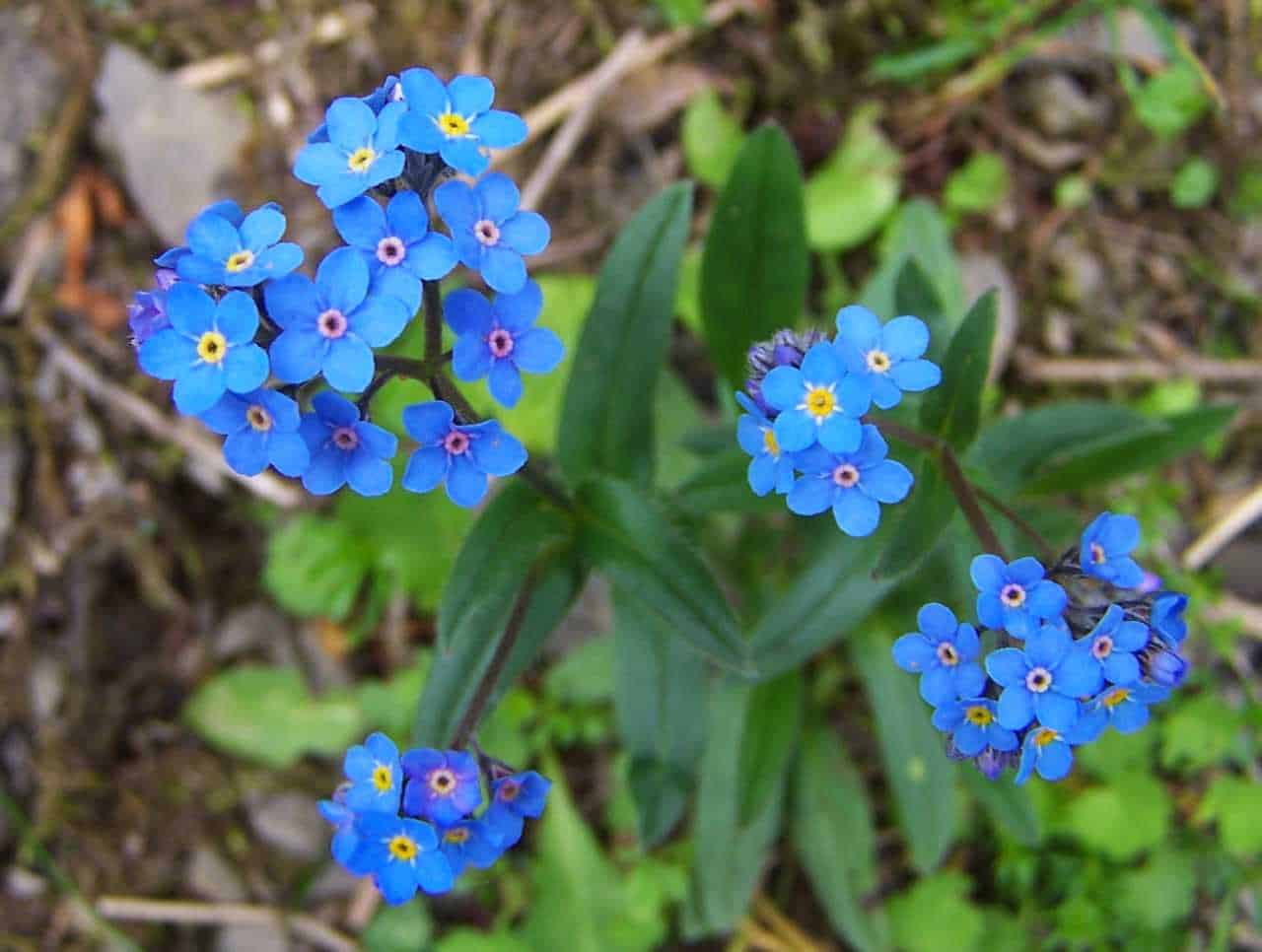 Alpine forget-me-not (Myosotis alpestris) Flower, Leaf, Care, Uses