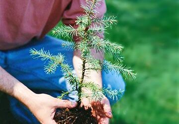 Planting Spring Flowering Bulbs in Autumn