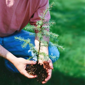 denver landscaping service