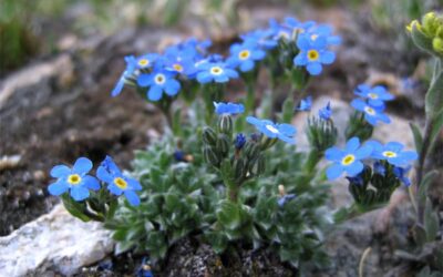 Alpine Forget-Me-Nots