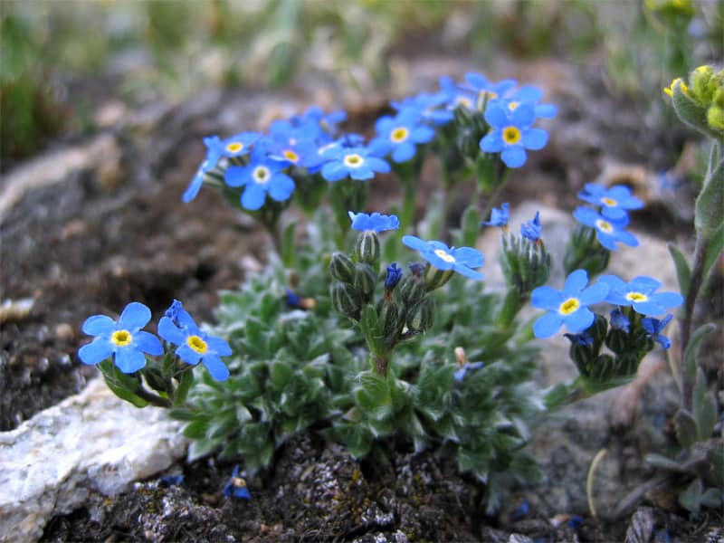 Alpine Forget-Me-Nots