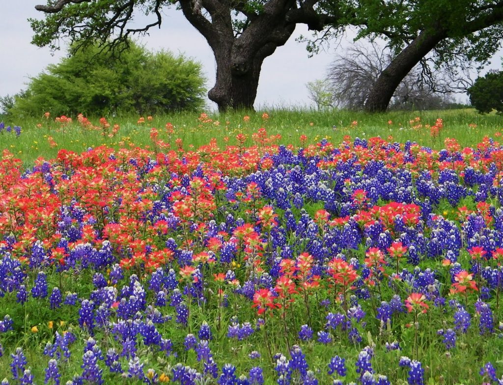 colorado indian paintbrush