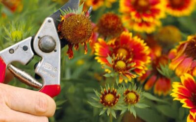 Proper Shrub Maintenance for Colorado Gardens