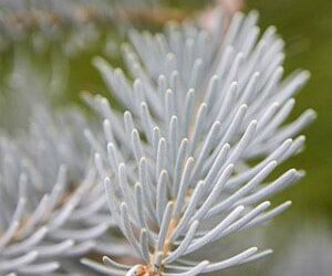 Popular Plants to Grow in October
