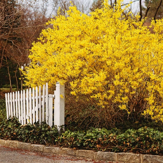 denver landscape design