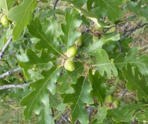 Wavyleaf Oak | Lifescape Colorado