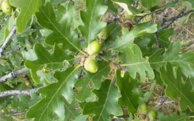 Wavyleaf Oak