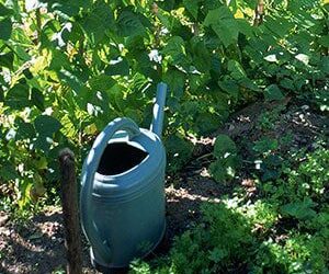 Wise Ways to Water in October